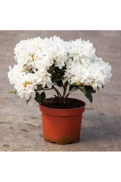 Rhododendron ’Dora Amateis’ весною